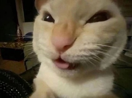 Лучше посмотрите на котика, он смешной!