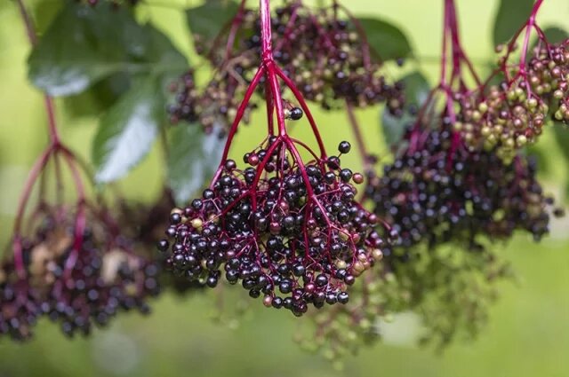    Чем полезна бузина?