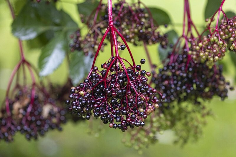    Бузина. Фото:  www.globallookpress.com/ Jürgen Kosten