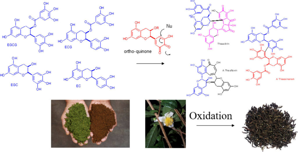 Окисление катехинов в процессе производства черного чая. pubs.acs.org