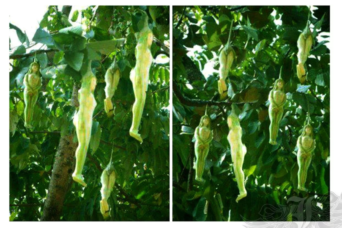 Плоды загадочного дерева