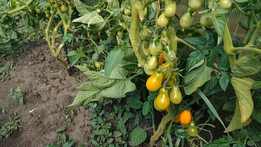 Помидоры🍅 баклажаны🍆 новая грядка 🌱 цветы 🌸