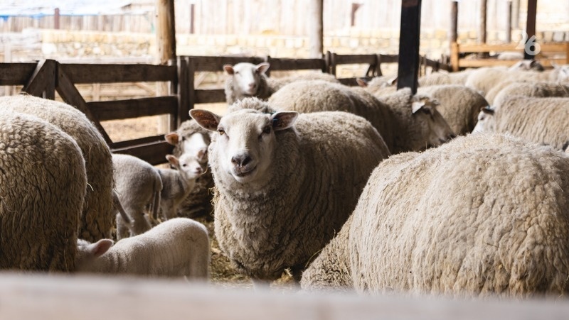      Фото: ИА «Победа26»