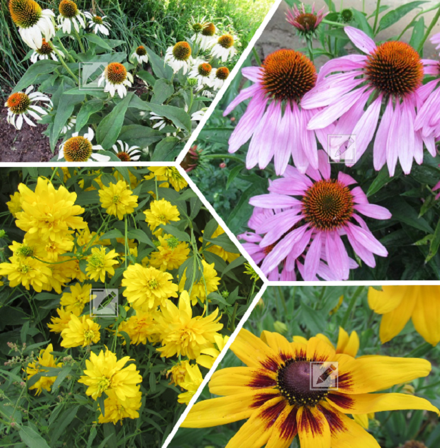 коллаж выполнен из фотографий автора