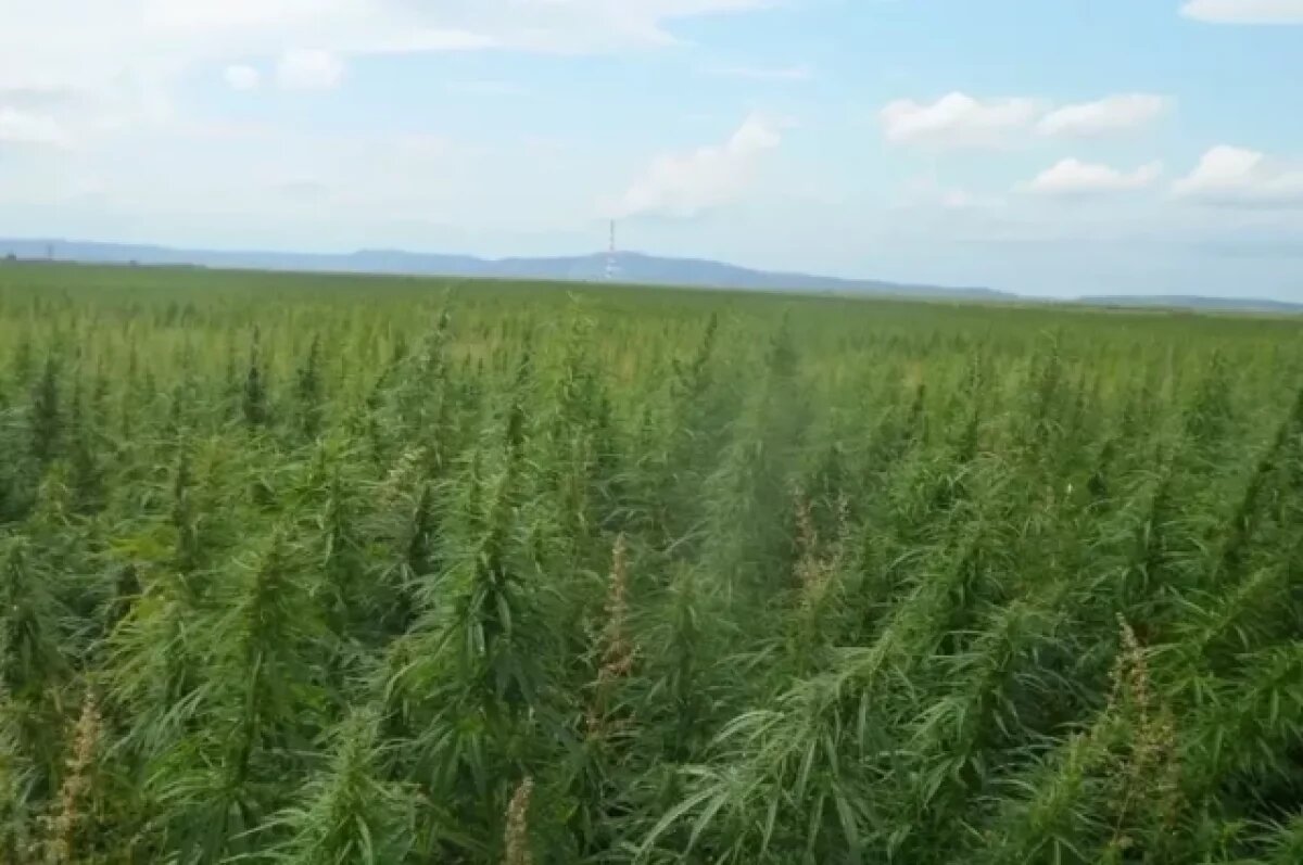    Участок зарос коноплёй.