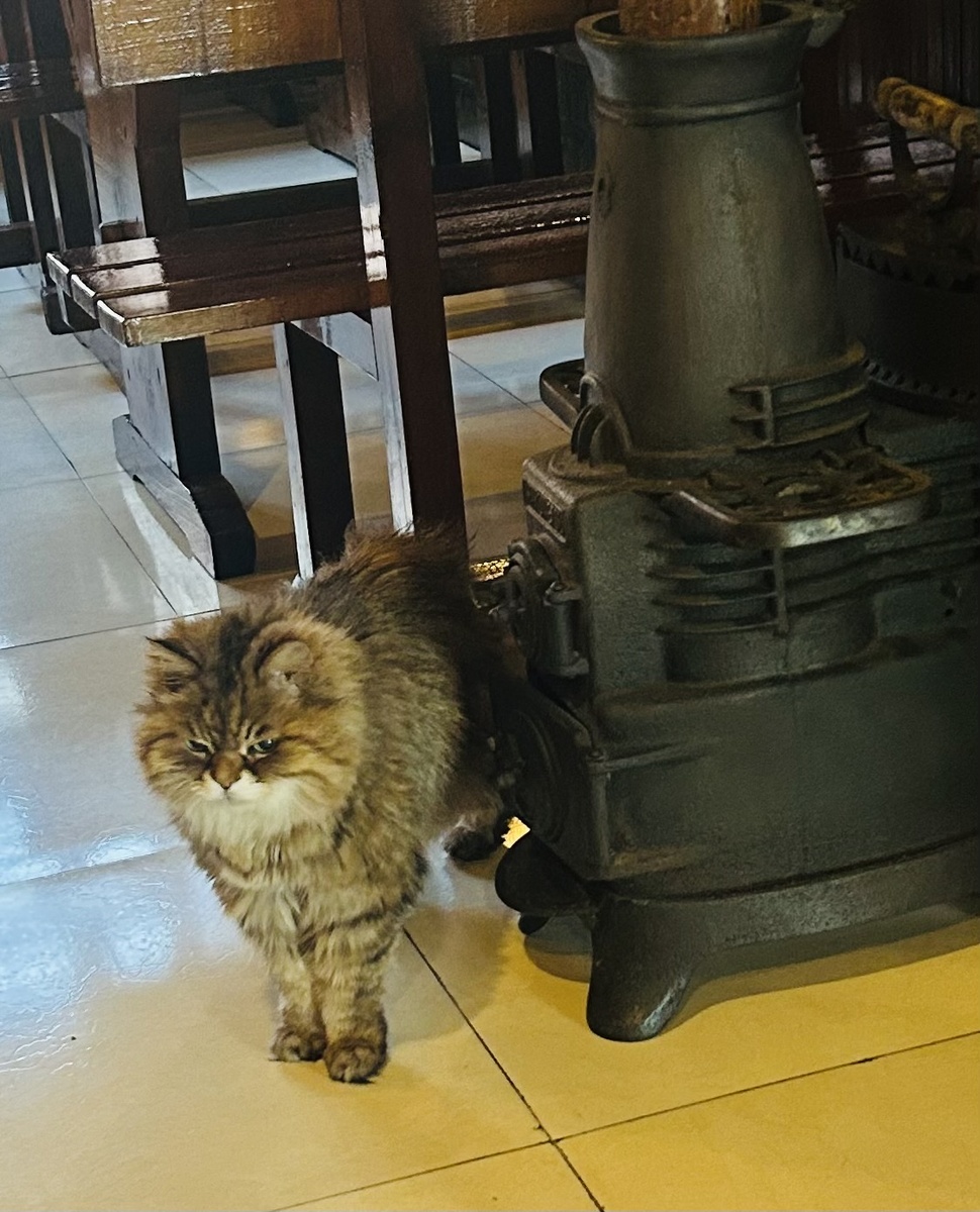 Хвостатый хранитель «Перекрёстка»-22-летний кот Лёва