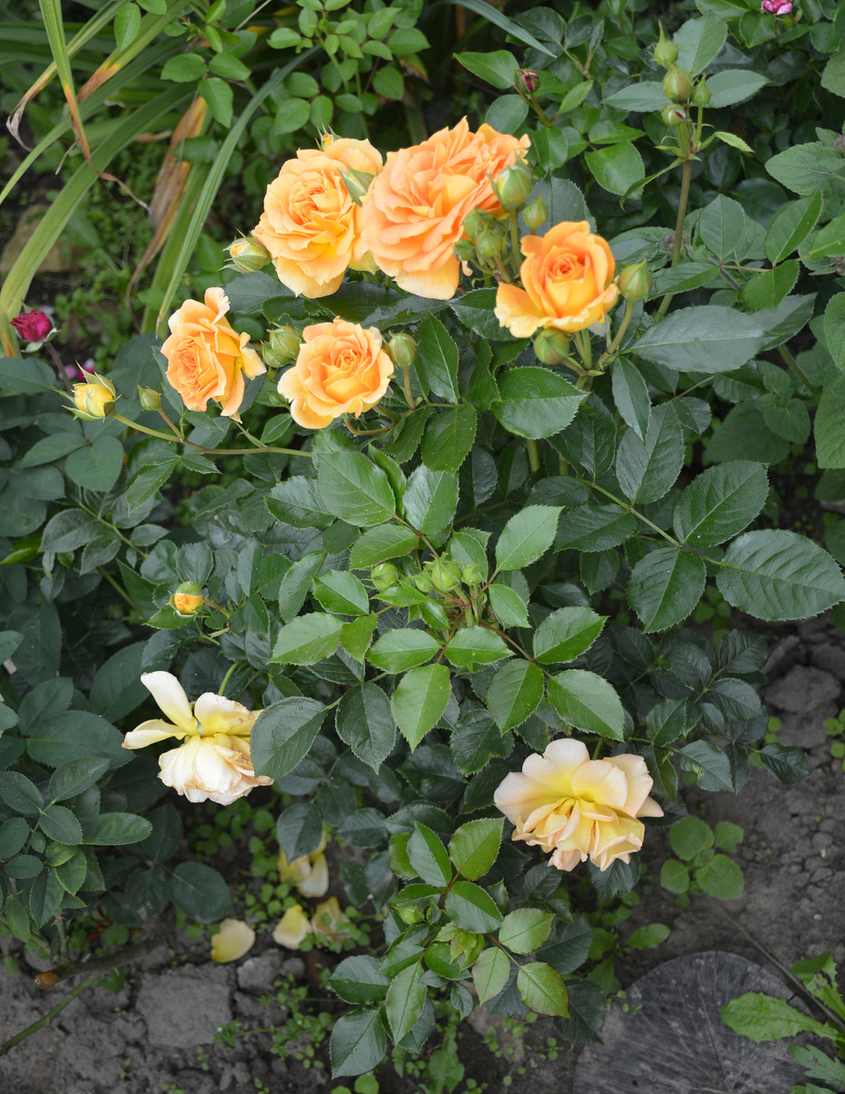 Все фотографии в статье мои. Растения тоже 