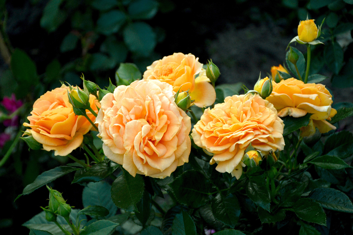 Флорибунда Голдэльзе - золотая роза