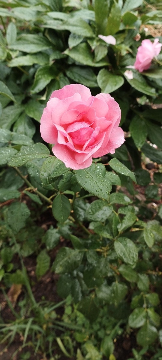 Фото автора. Душа - как эта роза. Надо заботиться о ней, чтобы она расцвела.