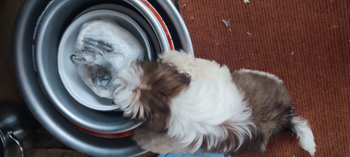 Навага! Я тебя съем!