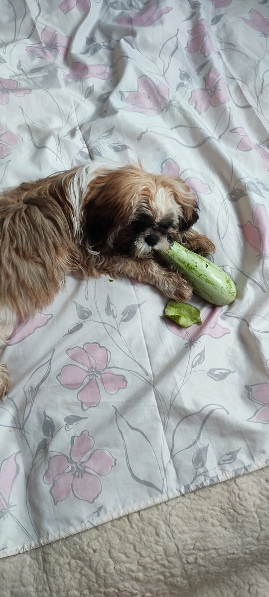 Кабачок! Что не съедим, то разбросаем по полу!