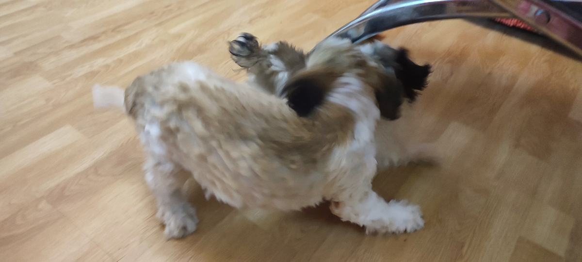 А полы мы можем и сами помыть!