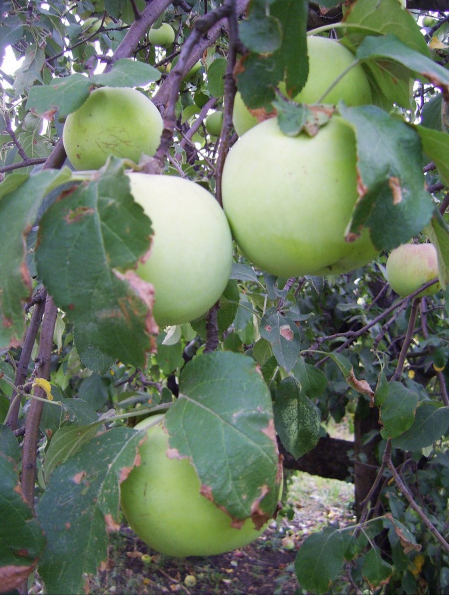 Скоро поспеют те самые яблочки