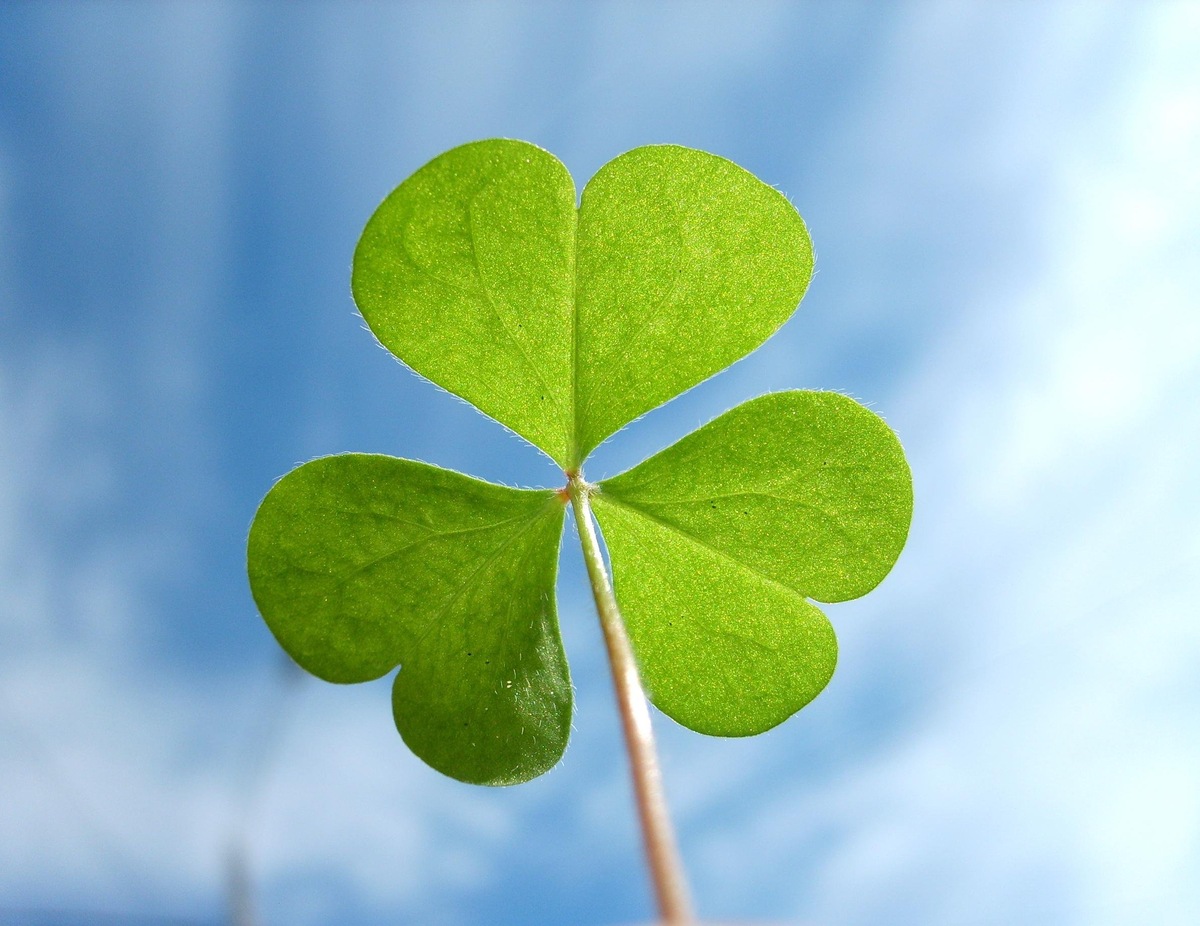 Святой Патрик Ирландский в 5 веке сравнивал Троицу с трилистником клевера. Его лист одновременно и един, и троичен.