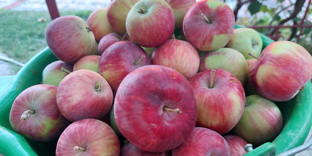 Продолжаем создавать "подушку безопасности" из соседских яблок. Три рецепта выпечки из яблок, проверенных гостями, родными и временем