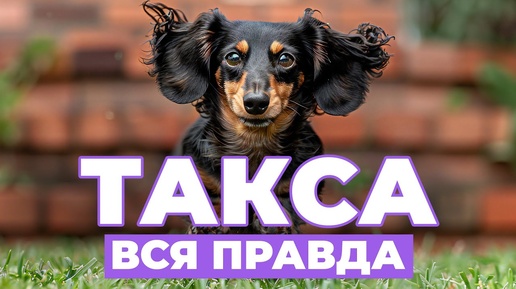 Все о таксах: история породы, особенности характера и воспитания. Обзор