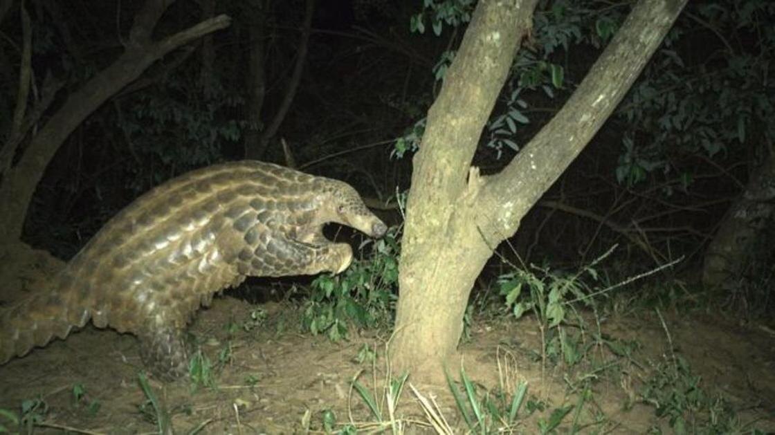 Зверь напоминает доисторическое существо, покрытое чешуей. Фото: Panthera NGO–Senegal National Parks