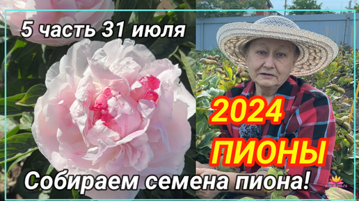 Сбор семян пиона. Июль 2024 года / Сад Ворошиловой