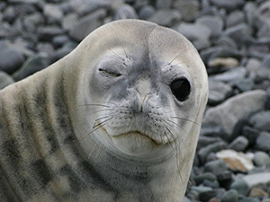 Ассоциативная картинка к слову Seal