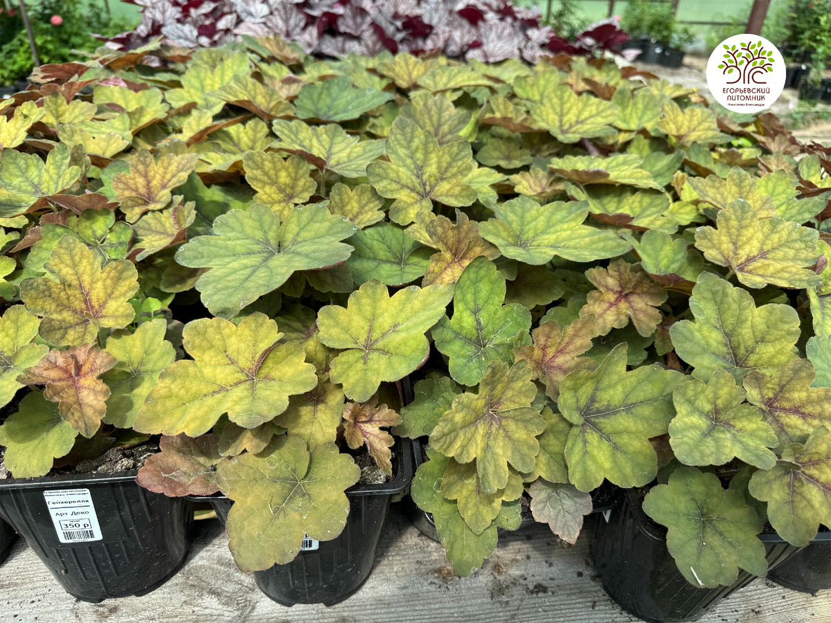 Гейхерелла Арт Деко