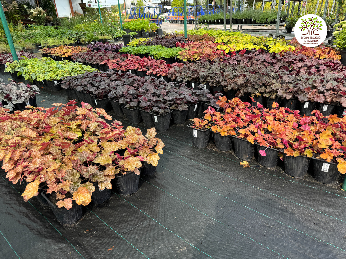 Разнообразие сортов в нашем питомнике