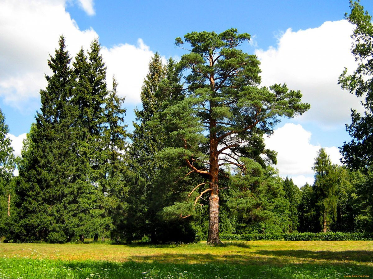 Шишкин вспоминается. Знал человек, что рисовал. Фото Яндекс.Картинки. 