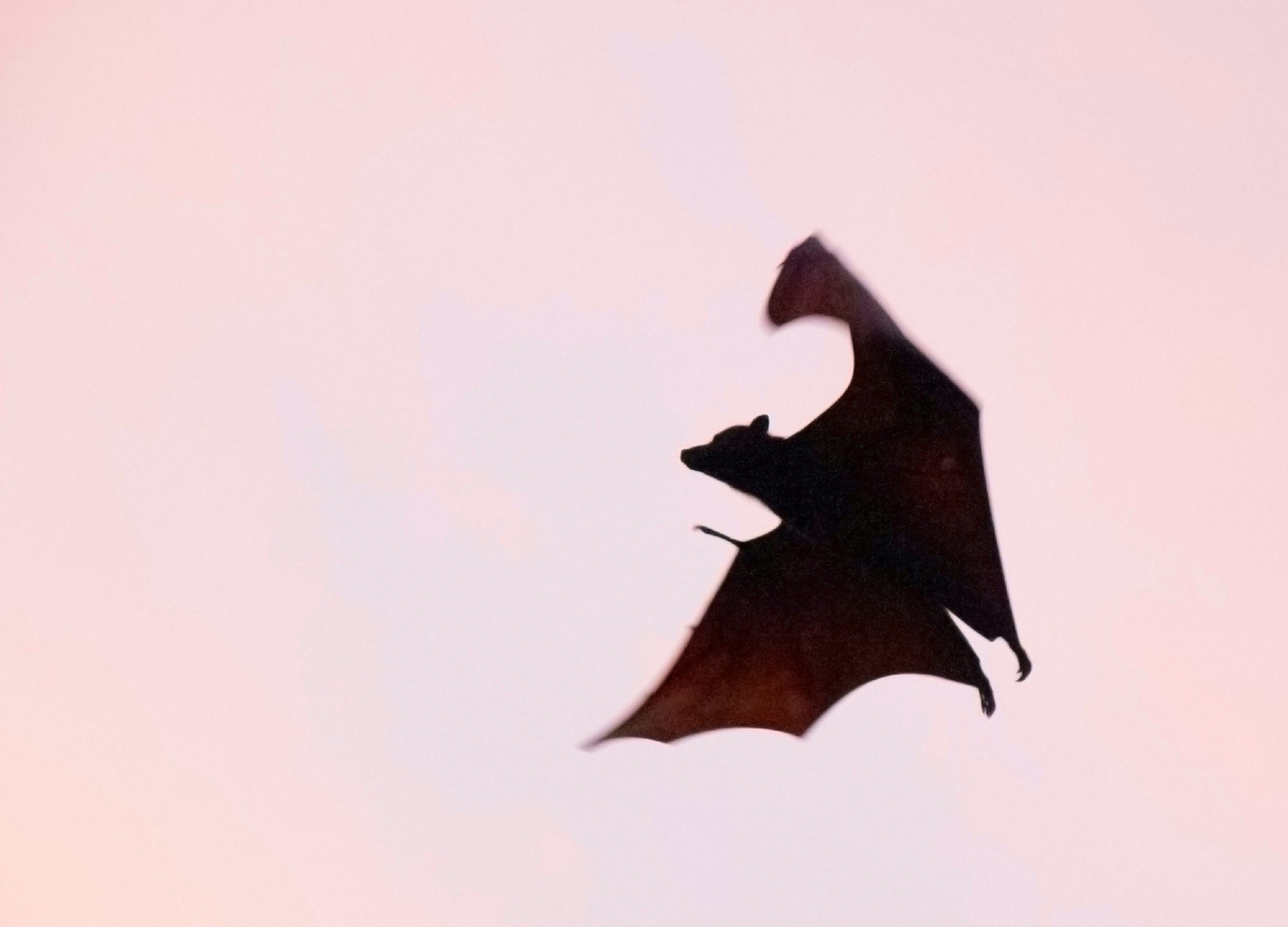 Картинка с бесплатного фотостока https://unsplash.com, автор Igam Ogam