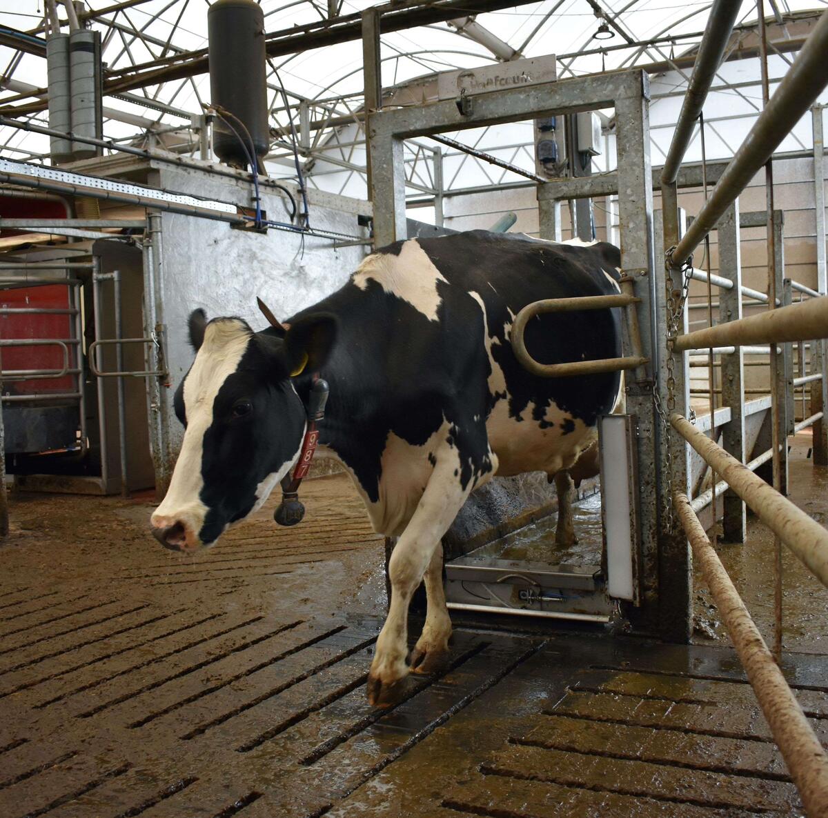 Копытная ванна Hoofcount