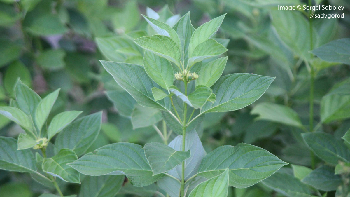 Дёрен отпрысковый (Cornus stolonifera) 'Flaviramea'.