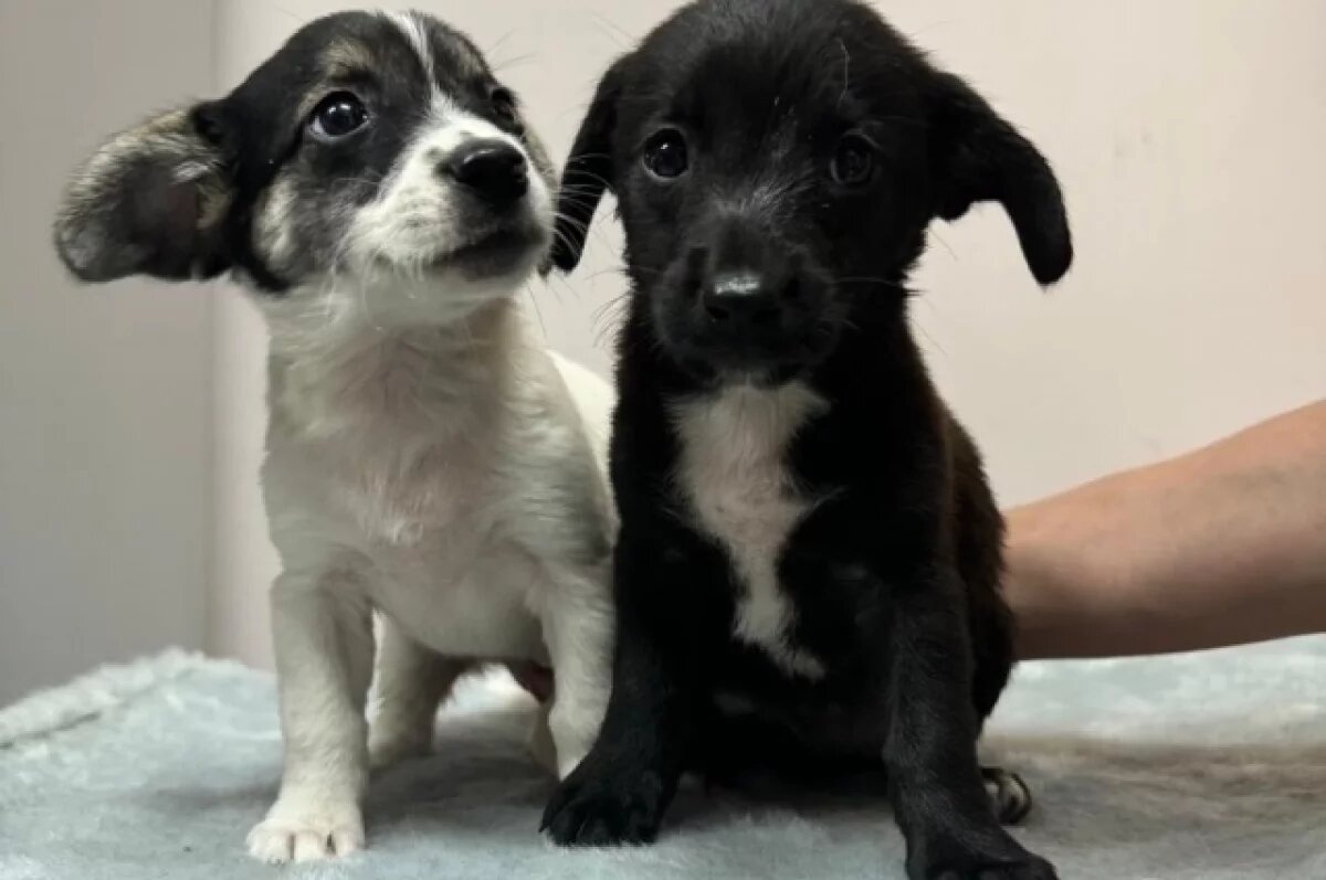    Эти полуторамесячные щенки находились в выброшенном женщиной пакете.