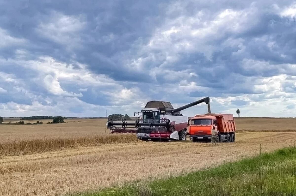    В Смоленской области урожайность зерновых выросла на 4%