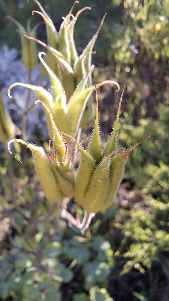 Фото на смартфон в режиме макросъёмки 