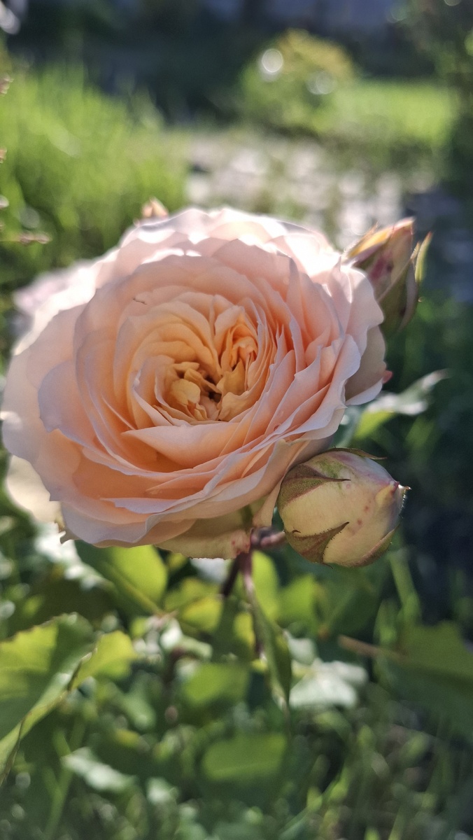 Роза Павлова, малышка у меня растет первый сезон  и впервые зацвела