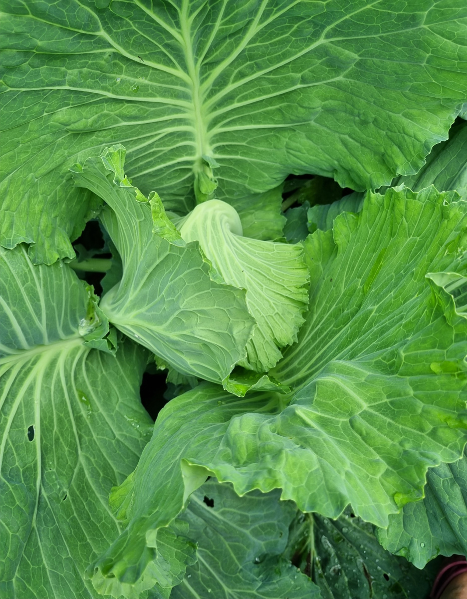 Фото автора. Капуста завязывается.