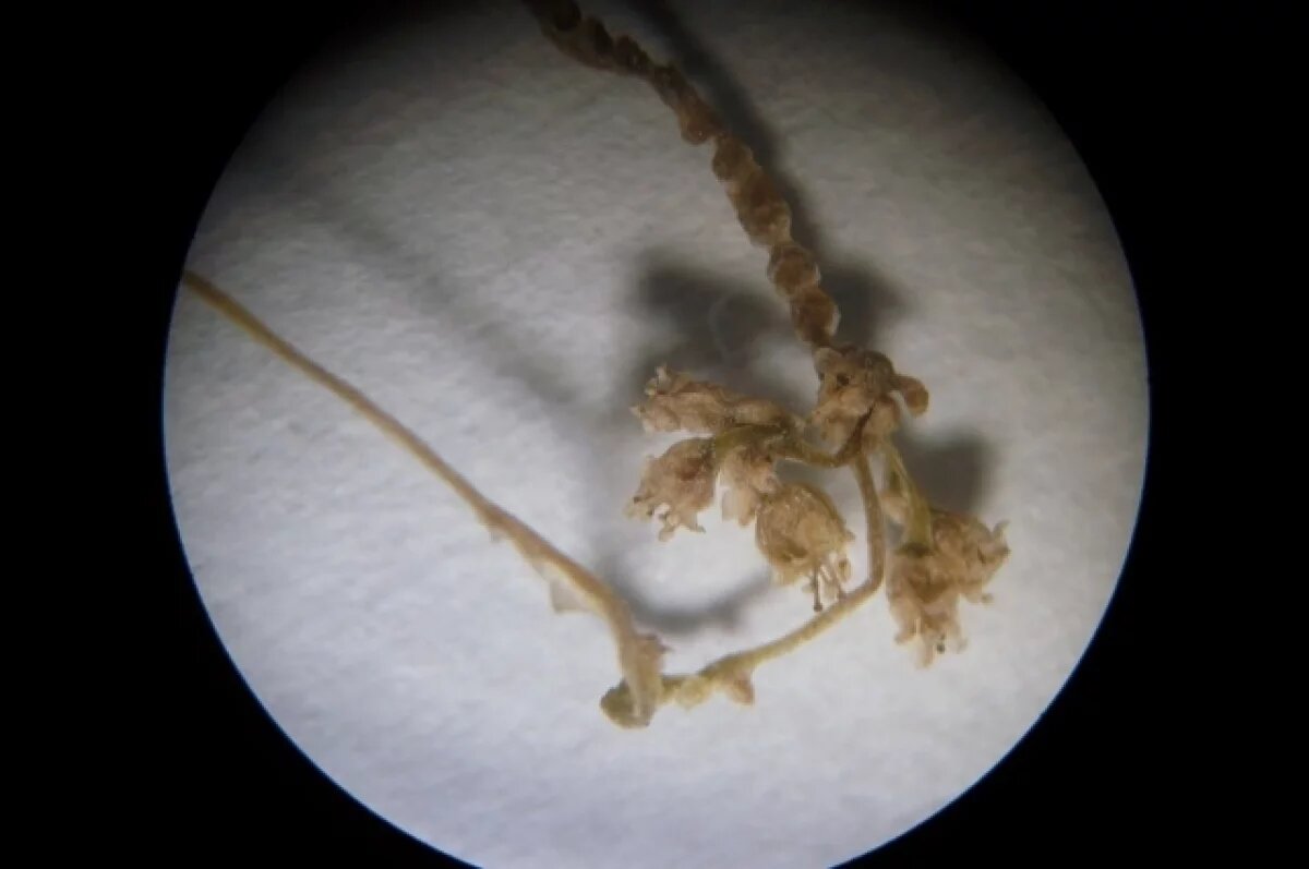    Вместе с перцами в Омск из Казахстана привезли растение-паразит