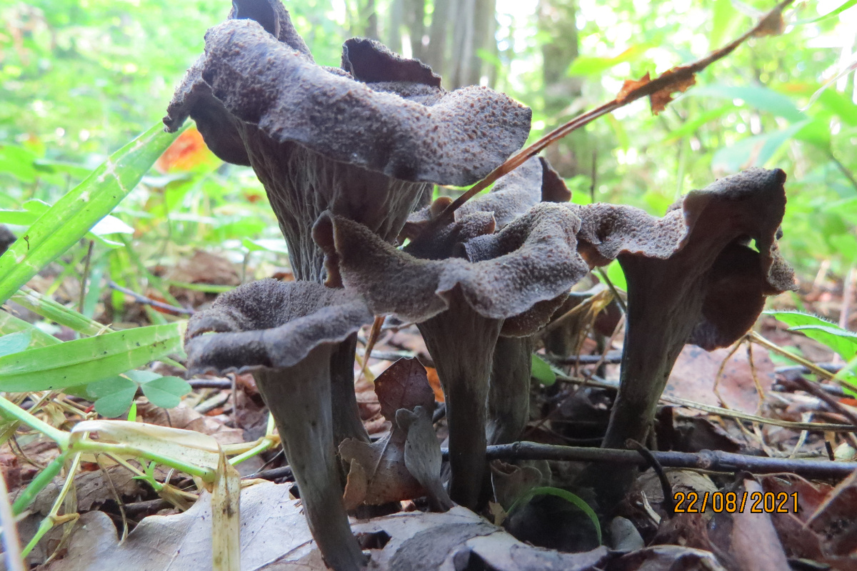 Фото автора, архив. Первая встреча с черной лисичкой три года назад.