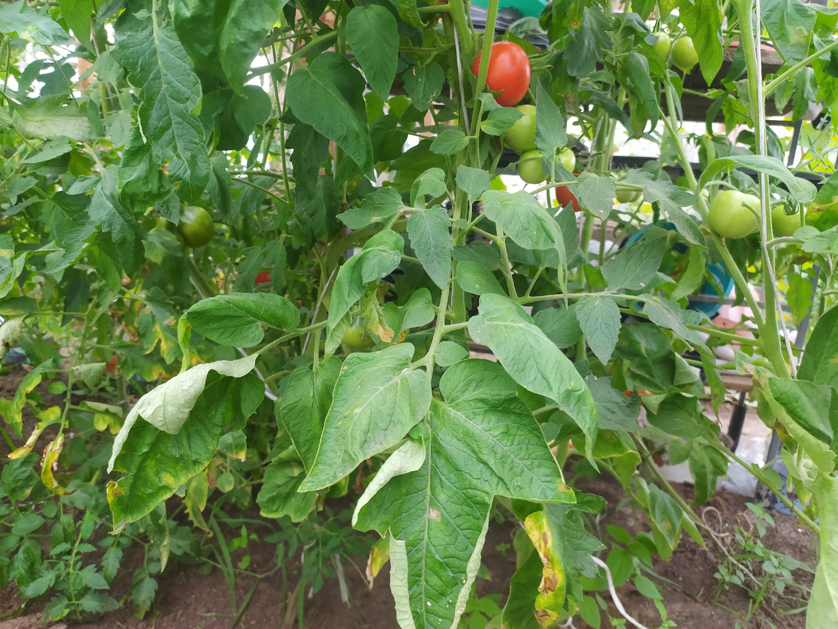 Листья начинают скручиваться от недостатка влаги.