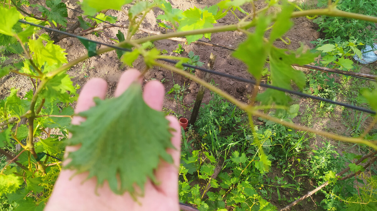 Избыток азота