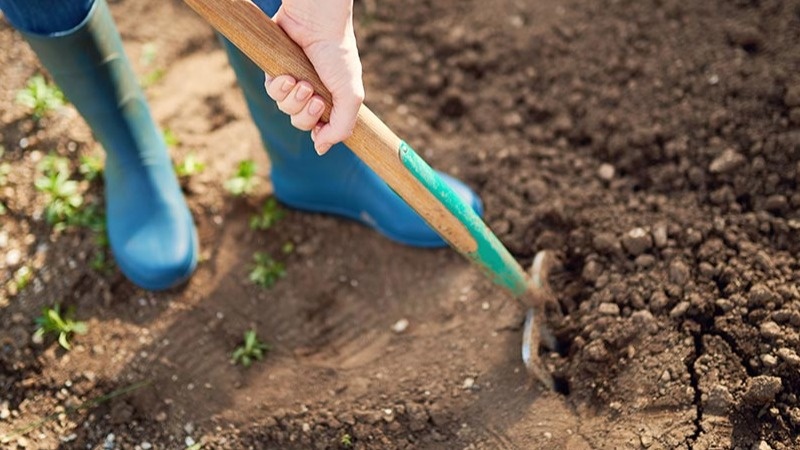 Раньше было не выкопать картошку без дырок. 25 грамм селитры на метр - и проволочник исчез с грядок навсегда