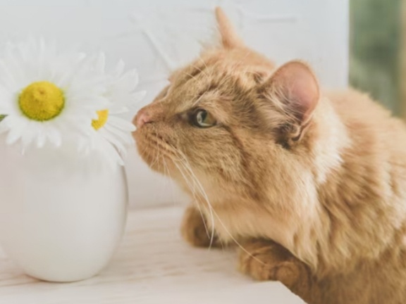 3 неочевидные вещи, которые домашней кошке необходимы для счастья