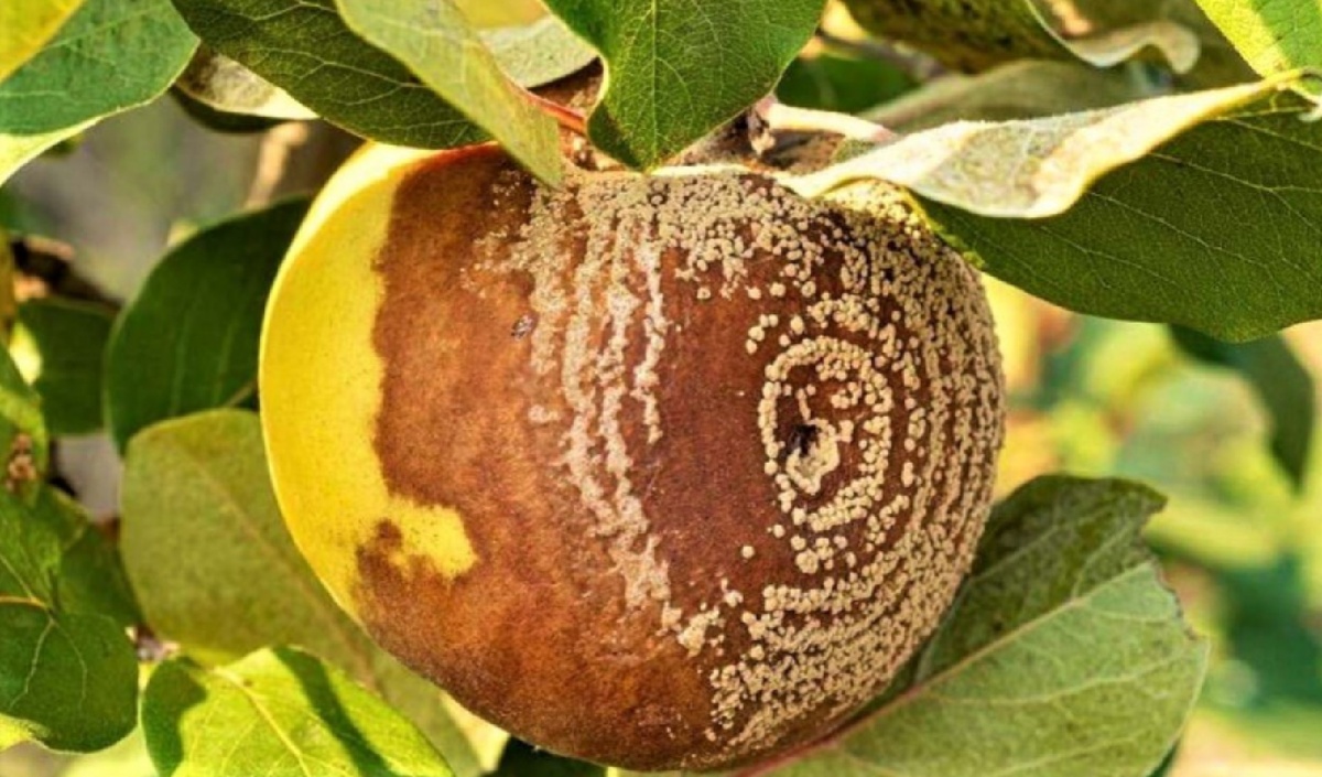 Monilia fructigena