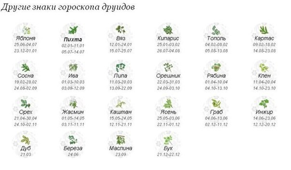 Найти свой гороскоп. Дерево знака зодиака. Какое дерево по знаку зодиака. Деревья по знаку зодиака по дате рождения. Гороскоп деревьев по дате