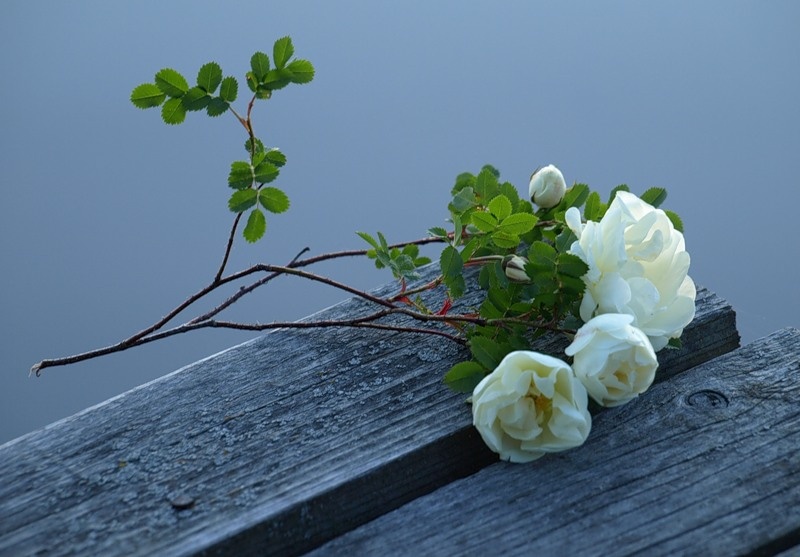 Из свободных источников