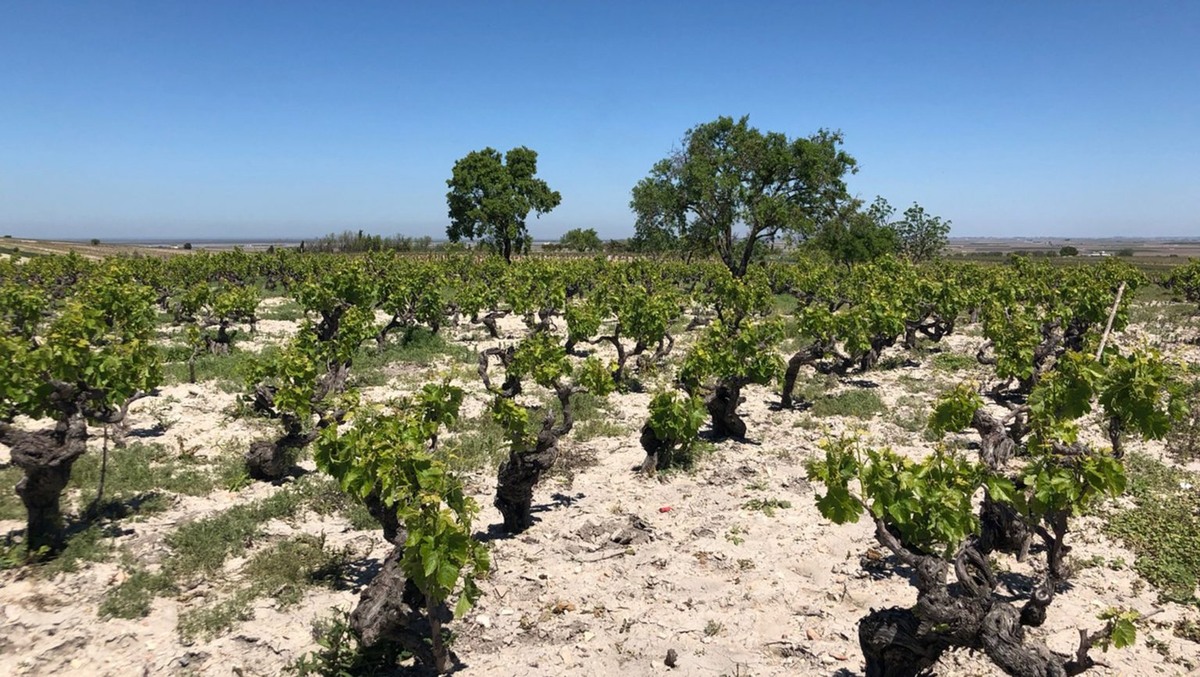 Изменение климата стало движущей силой движения за посадку новых сортов винограда.