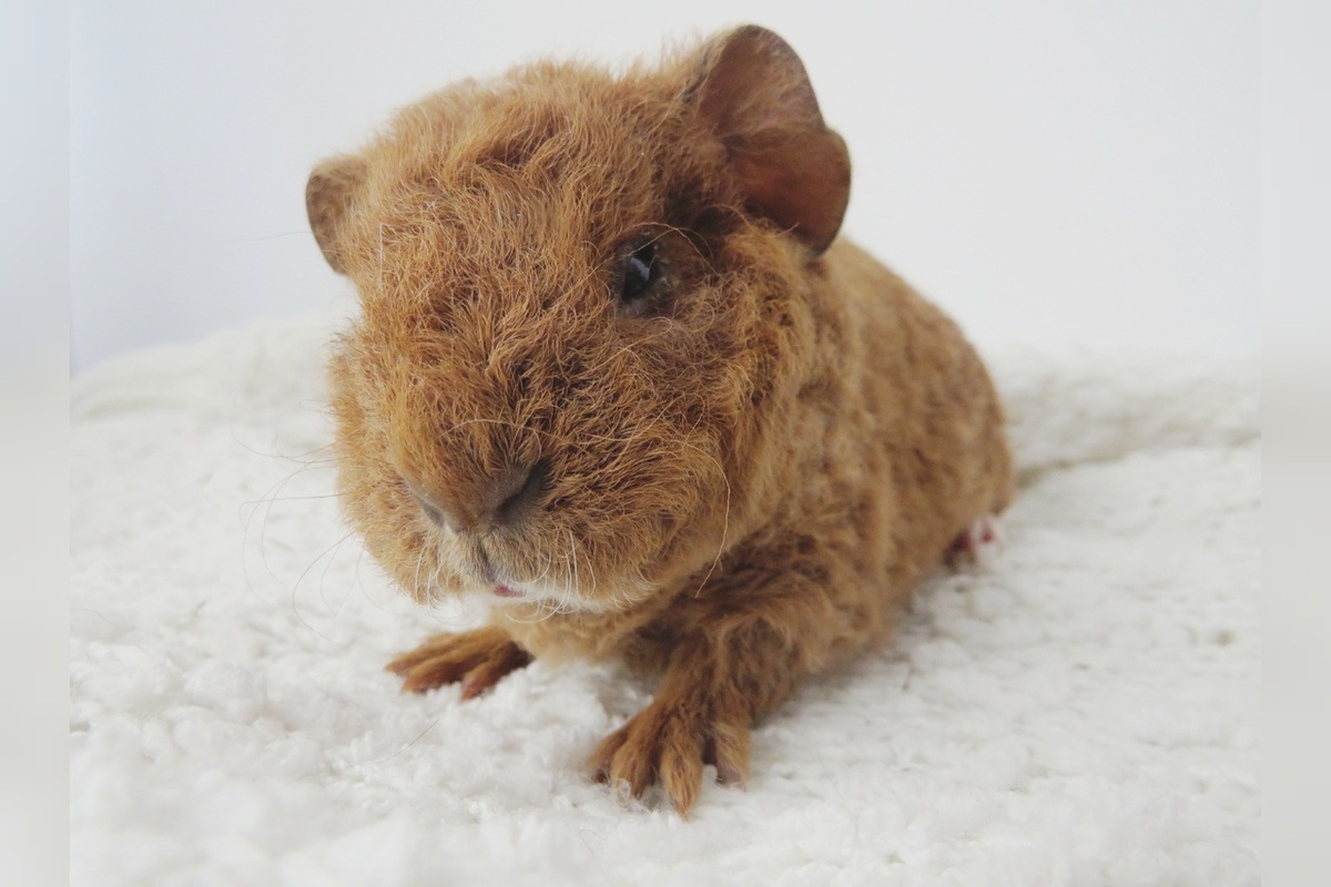 малыш американский тедди