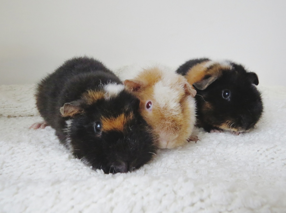 морские свинки американский тедди