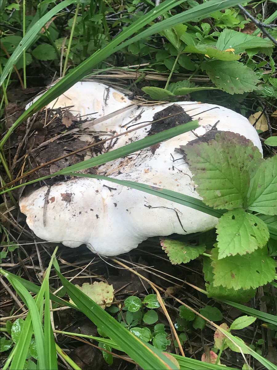 Гриб -белуха.