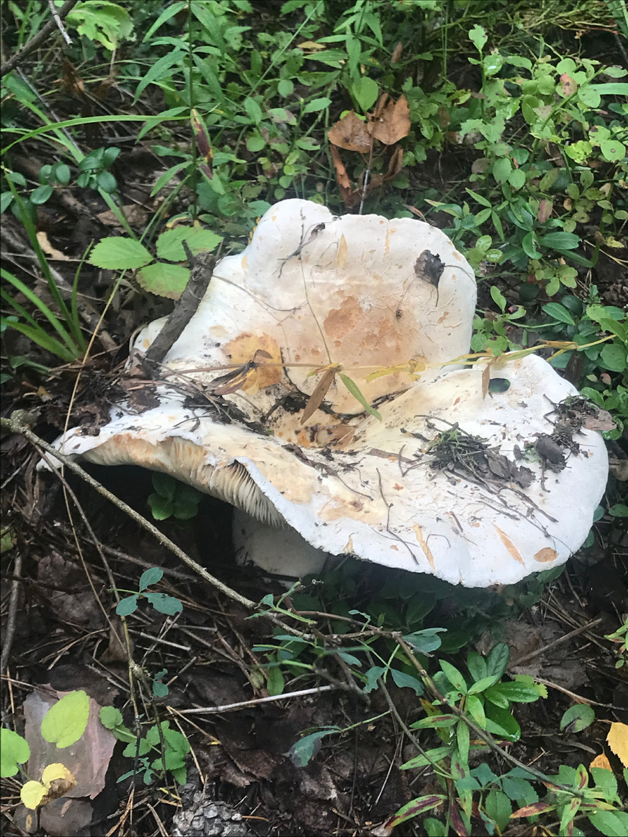 Белуха. Диаметр шляпки 20 см