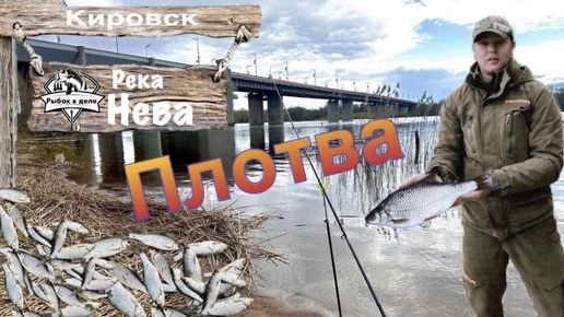 Рыбалка на Неве.Клюёт отличная Плотва. Уже почти отнерестилась Плотва на Неве.#рыбаквделе