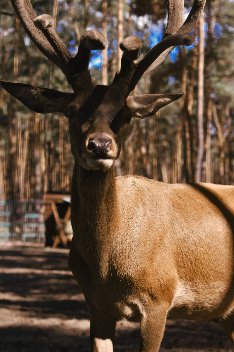 Воронежский зоопарк. Зоопитомник "Червляный Яр". Благотворительный фонд в Воронеже "Чудеса Света".